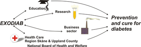 An illustration of how knowledge is meant to flow between the research partners in EXODIAB, healthcare and pharmaceutical corporations.